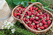 Korb mit frisch geernteten Erdbeeren (Fragaria)