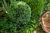 Buxus sempervirens (Boxwood ball) cut into shape