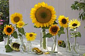 Verschiedene Sonnenblumen in Sorten von links