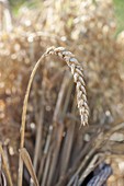 Wheat ear (Triticum)
