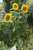 Helianthus annuus 'Sunrich Gold' (sunflowers) and calendula