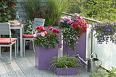 Purple plastic containers planted with Dahlia, Petunia
