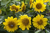 Helianthus decapetalus 'Capenoch Star' (Perennial sunflower)