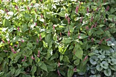 Polygonum amplexicaule 'Atropurpureum'-candle knotweed, snake knotweed