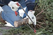 Weihnachtsbaum in Ständer stellen und schmücken