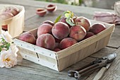 Freshly harvested peaches (Prunus persica) in a chip box