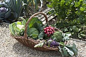 Wicker basket with freshly harvested vegetables