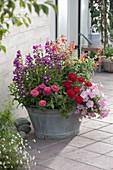 Old zinc sink planted with Penstemon, Zinnia
