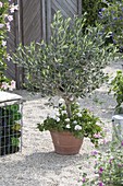Olea europaea (Olive, Olivenbaum) unterpflanzt mit Pelargonium peltatum