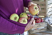 Apfelernte: frisch gepflückte Äpfel (Malus)