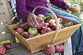 Apple harvest: Woman puts freshly picked apples (Malus) in basket