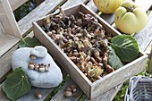 Hazelnuts (Corylus avellana) in a wooden box