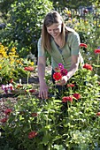 Woman cutting zinnia (zinnias) for bouquet