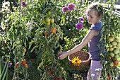 Mädchen pflückt Tomaten (Lycopersicon) im Bauerngarten