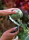 Harvest Cynara scolymus (artichoke) before flower opens