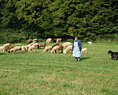 Sheep in summer on the pasture