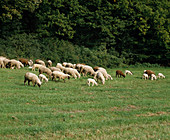 Sheep on pasture in summer