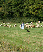 Sheep in summer on pasture