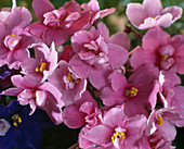 Saintpaulia ionantha (African violet)