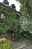 Hausfassade bewachsen mit Aristolochia (Pfeiffenwinde), Hydrangea petiolaris