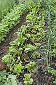 Rote Bete (Beta vulgaris) mit Salat (Lactuca), Porree (Allium porrum)