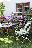Shady seating area with hydrangea (hydrangea) by the house
