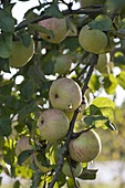 Apple 'Wiltshire' syn. 'White wax renette' (Malus), winter apple
