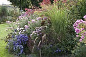 Autumn border with Miscanthus 'Gracillimus' (Chinese reed), aster