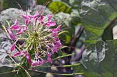 Cleome 'Pink Queen' (Spinnenpflanze) im Gemüsebeet