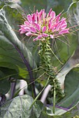 Cleome 'Pink Queen' (Spinnenpflanze) im Gemüsebeet