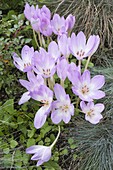 Colchicum speciosum 'The Giant'