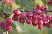 Branch of Malus 'Evereste' (ornamental apple) with fruit