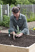 Building a raised bed from boards