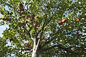 Apfel 'Rewena' (Malus)