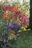 Beet mit Rhus typhina (Essigbaum) in Herbstfärbung, Aster (Herbstastern)
