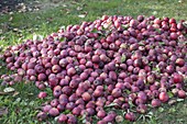 Rote Äpfel (Malus), Fallobst auf Haufen zusammengerecht im Gras