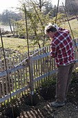 Hopfen an selbstgemachter Sichtschutzwand im Biogarten