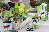 Grow lettuce in empty milk cartons