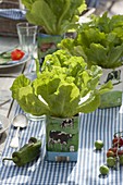 Pull salad into empty milk cartons