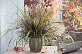 Bouquet of different grasses