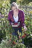 Young woman harvesting bell chilli 'Bishop's Crown' (Capsicum baccatum)