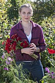 Young woman cutting zinnia (zinnia) for bouquet