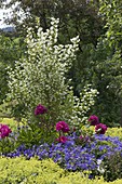 Paeonia (Peony), Alchemilla (Lady's mantle), Geranium