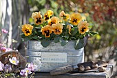 Viola wittrockiana 'Orange with Blotch' (pansy) in zinc jardiniere