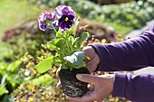 Vor dem Einpflanzen topft man Viola wittrockiana (Stiefmütterchen) aus