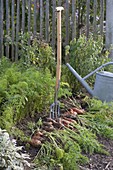 Harvesting carrots (Daucus carota) in the organic garden with digging fork