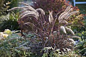 Pennisetum setaceum 'Rubrum' (Red feather bristle grass)