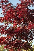 Quercus coccinea (Scarlet Oak)