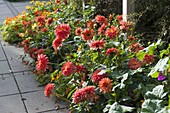 Late summer bed with Dahlia and Tropaeolum