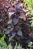 Black nettle, Shiso (Perilla frutescens), Asian medicinal and spice plant